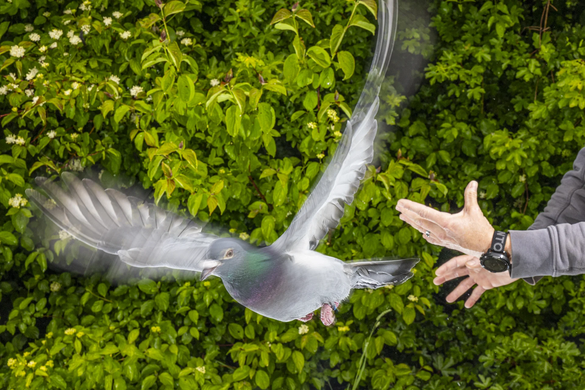 Pideon Max Bird navigation: How pigeons use liver cells for magnetic sensing