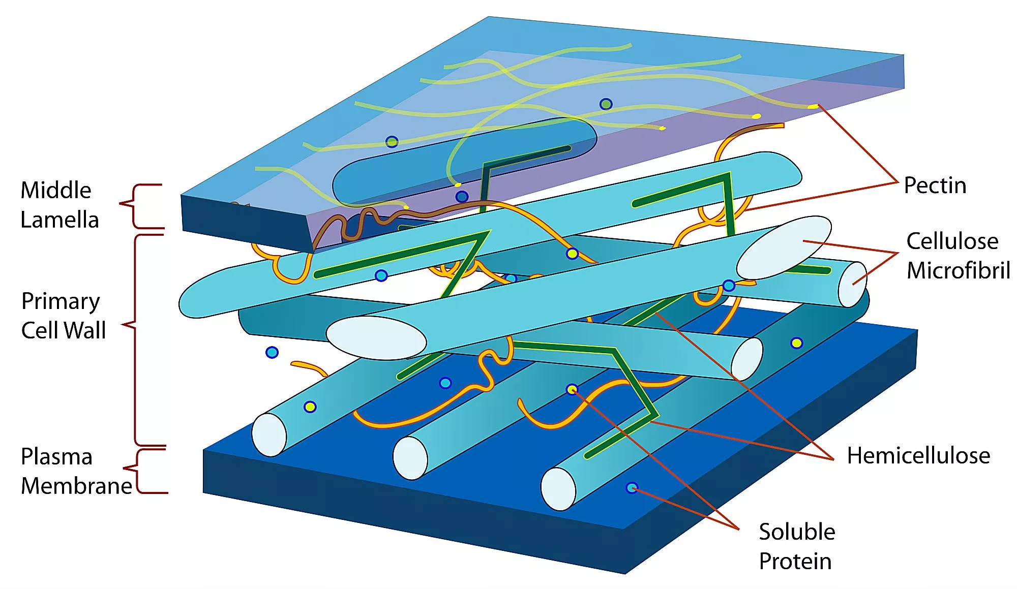 Underlying structure of the wall of a wood cell, showing the substructure of load-bearing cellulose microfibrils