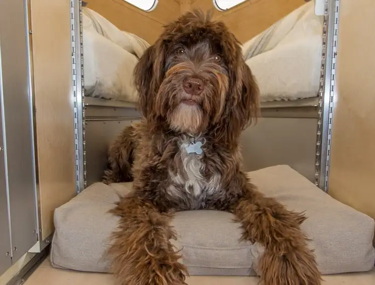 The Bowlus Road Chief Lithium+ edition comes with a doggy bed