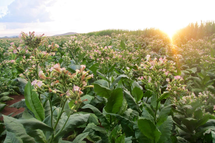Boeing plans to harness South African farmers' knowledge of tobacco growing to produce sustainable biofuel