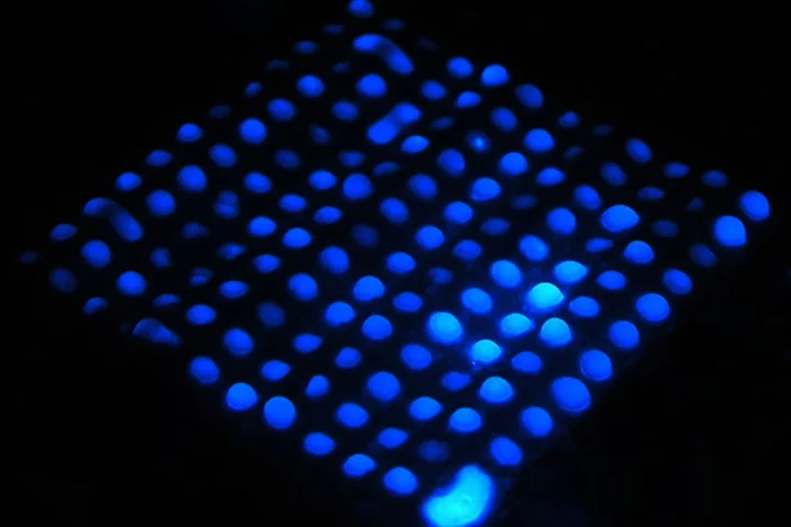 One of the microfluidic paper test strips, fluorescing blue to indicate the presence of hemoglobin (Photo: Birck Nanotechnology Center, Purdue University)