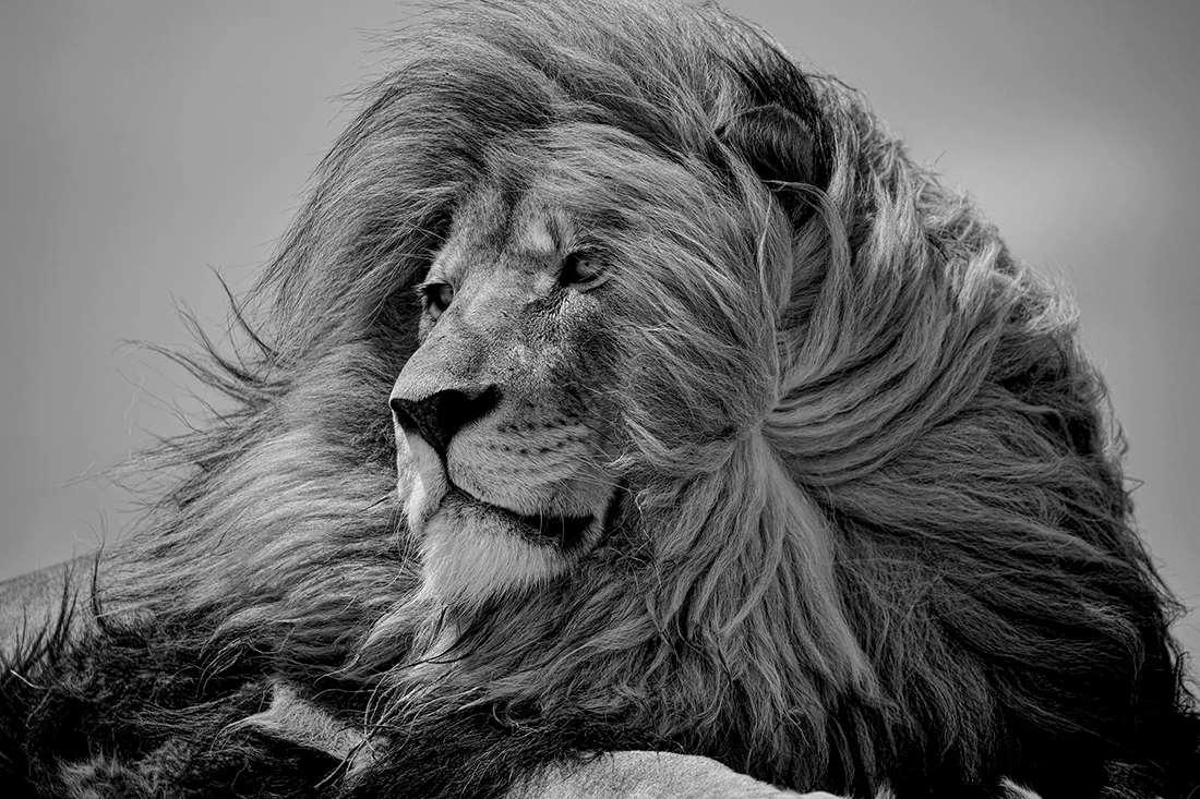 1st Place / Nature/Wildlife. 'Kings and Queens'