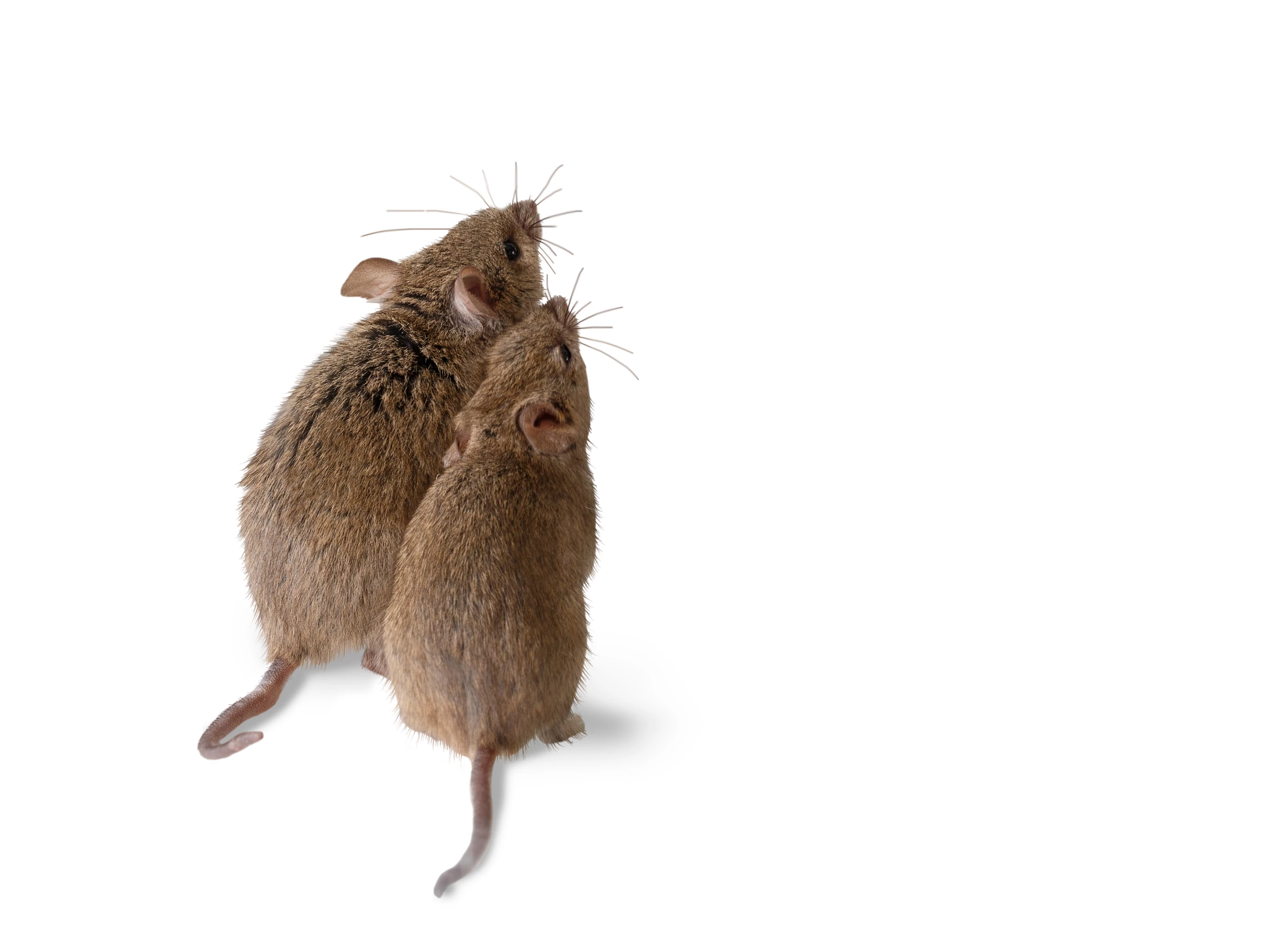 Scientists hope their work on mice can help shape new therapeutics for human sexual dysfunction