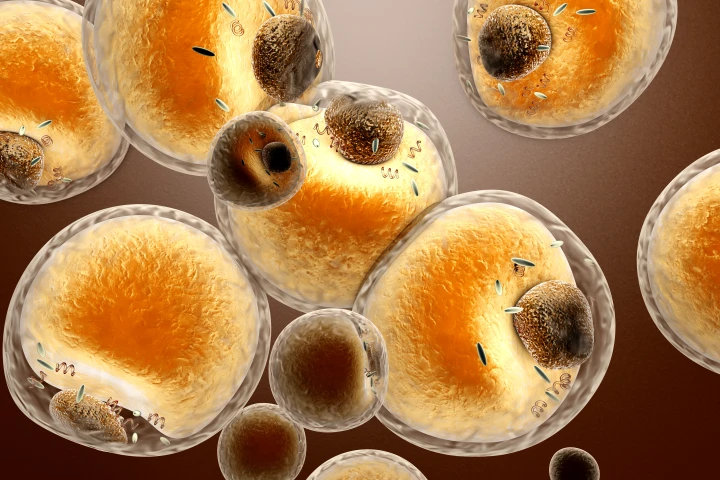 A new study has highlighted how human fat cells can have body clocks of their own