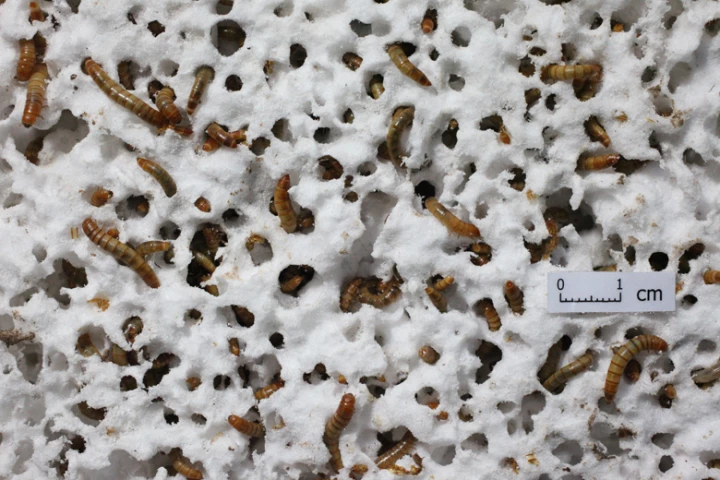 Some of the Stanford mealworms, chowing down on polystyrene
