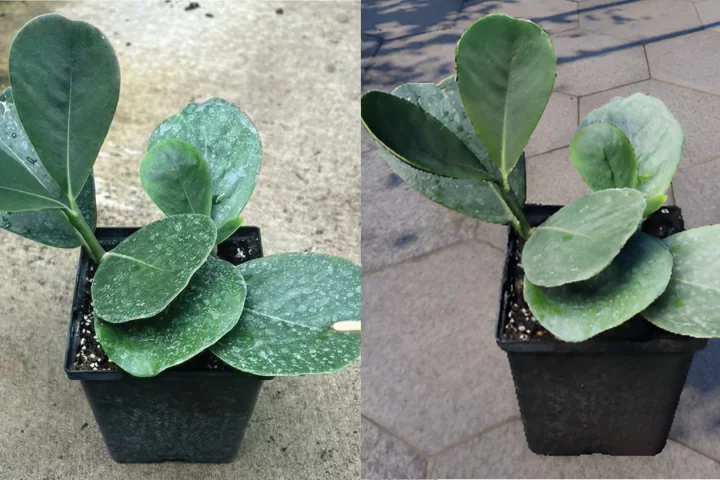 Real plant, left, and its digital twin, right: the system photographs each specimen and places it as a 3D object in the virtual environment, updated in real time via IoT sensors