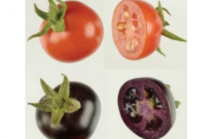 The modified tomato and its natural cousinPic: Ars Technica.
