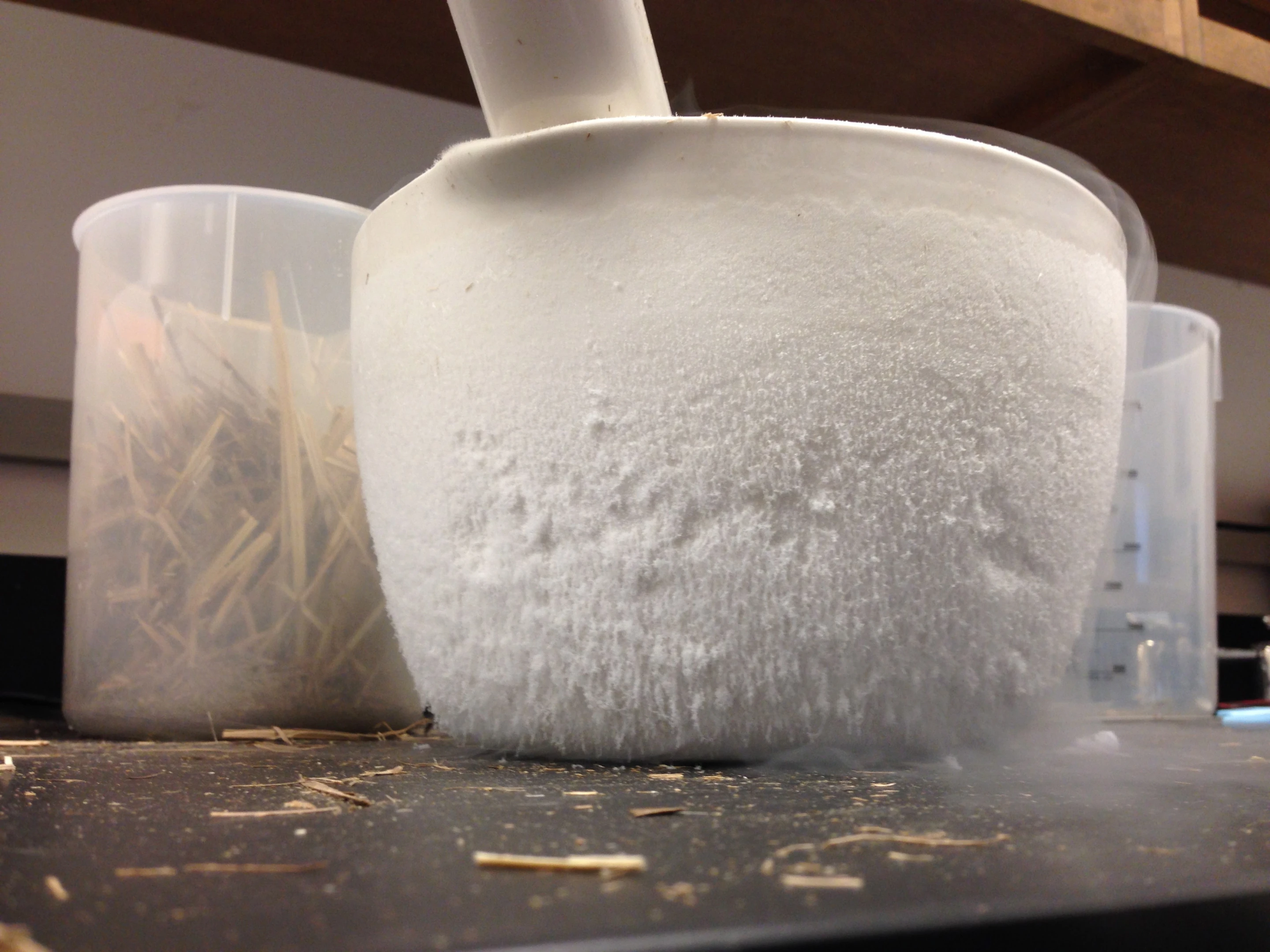 Nitrogen gas promises a quicker, cheaper, cleaner way to increase production in bioethanol-producing microbes (Photo: Indiana University)