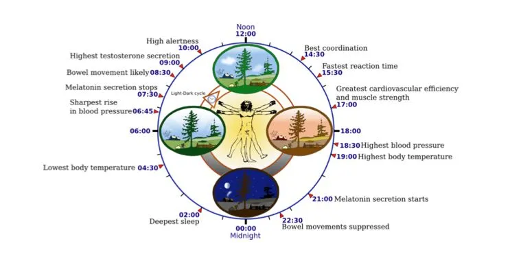 Scientists have identified the mechanism responsible for driving the internal clock of almost all living organisms (Image: Yassine Mrabet)