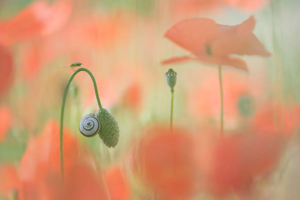 Commended: It’s a Small World