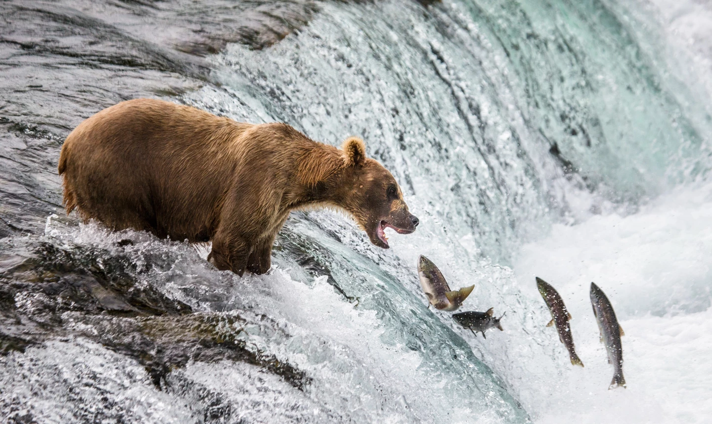 Catching salmon atop the waterfall is no easy task for the ravenous brown bears