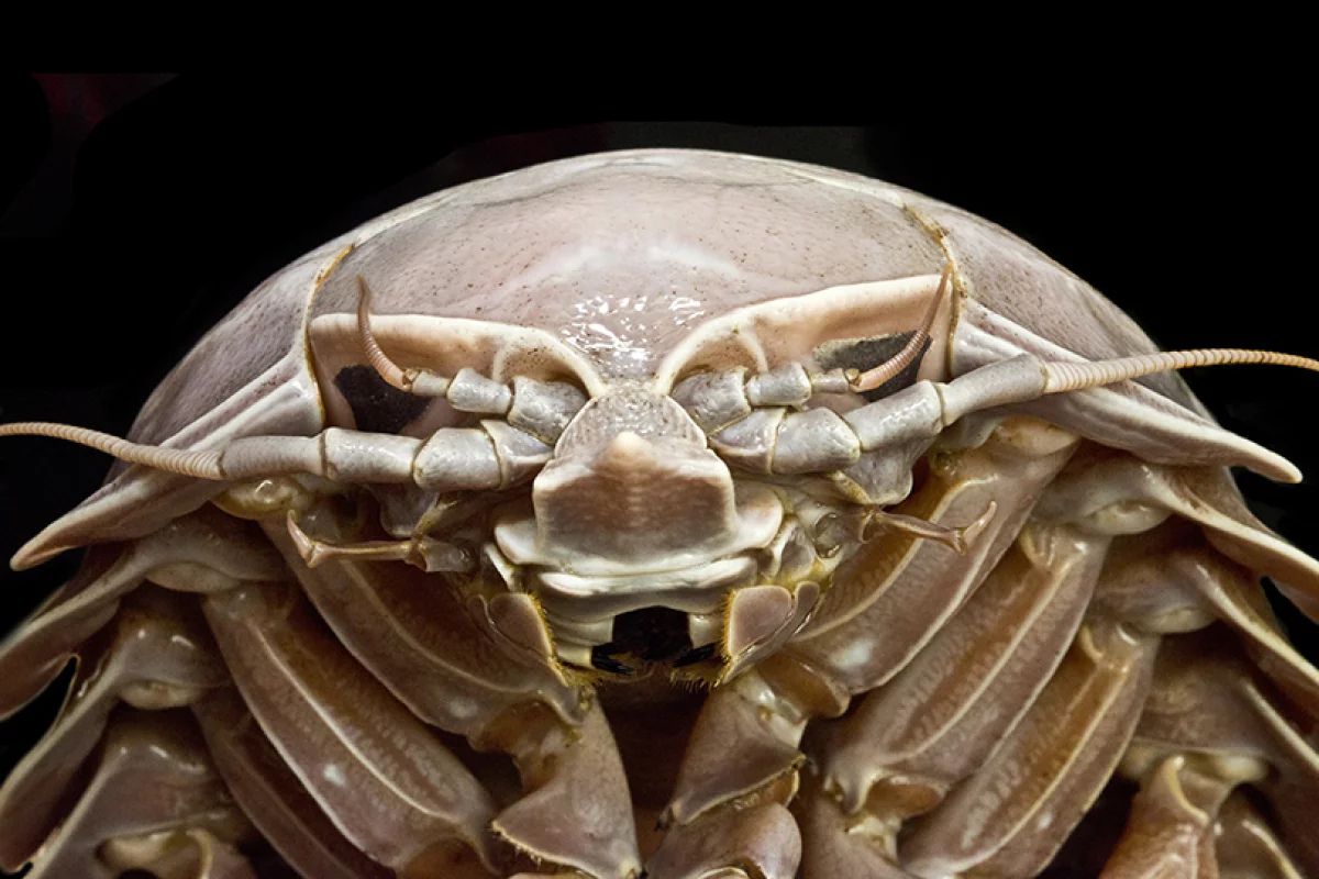 A close-up of Bathynomus raksasa, a new species of "supergiant" isopod