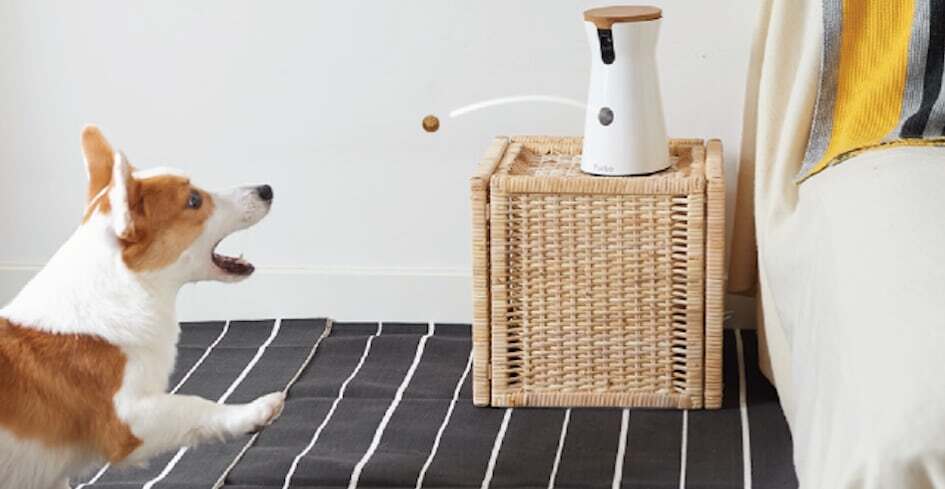 Treat-dispensing cameras, like Furbo, allow users to watch, talk to and play with their pets from anywhere