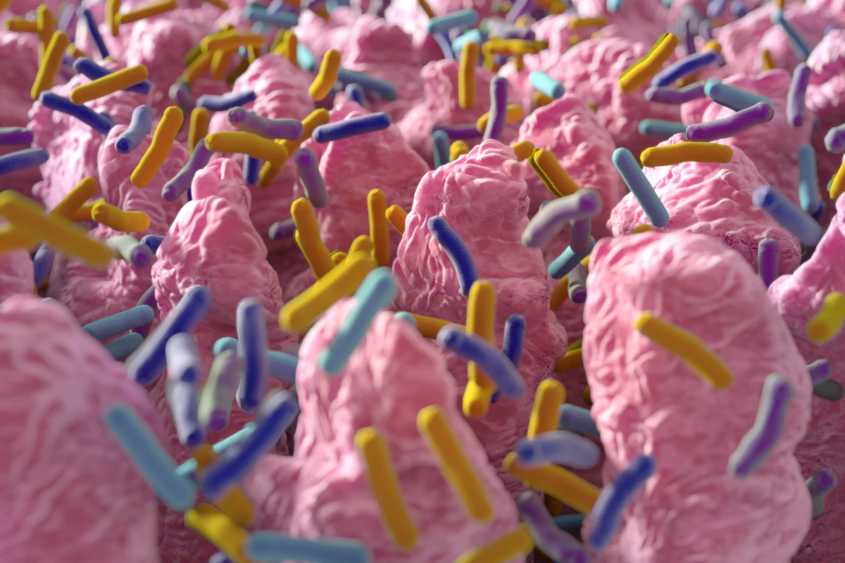 A new study study suggests stress-induced changes to the gut microbiome lead to disruption in the brain's endocannabinoid system