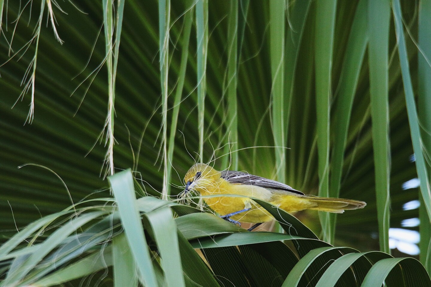 Winner of the first ever Plants for Birds category is this photo of a Hooded Oriole, stripping fibers from a California fan palm to make her nest