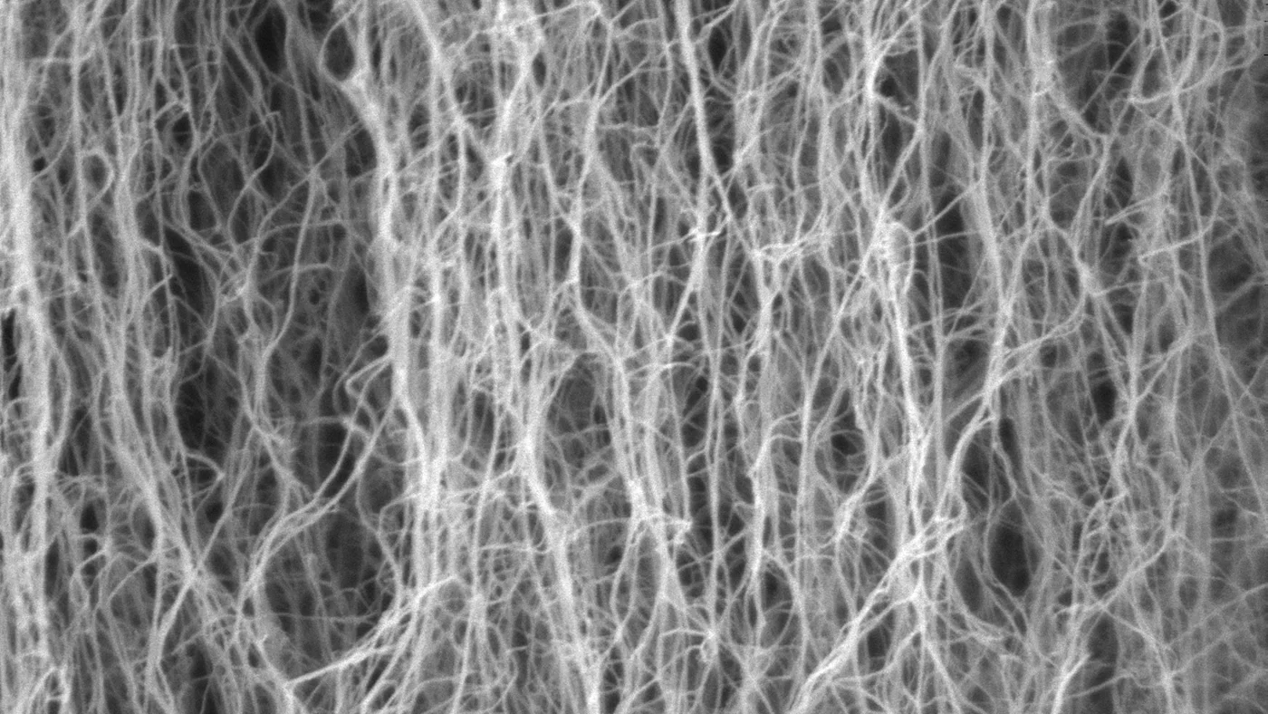 A zoomed-in view of the carbon nanotubes, arranged vertically in what the researchers describe as being "like trees in a forest"
