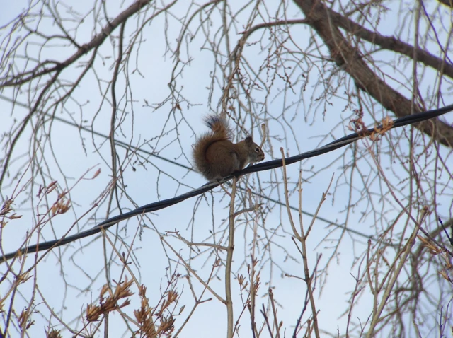 A red squirrel ...