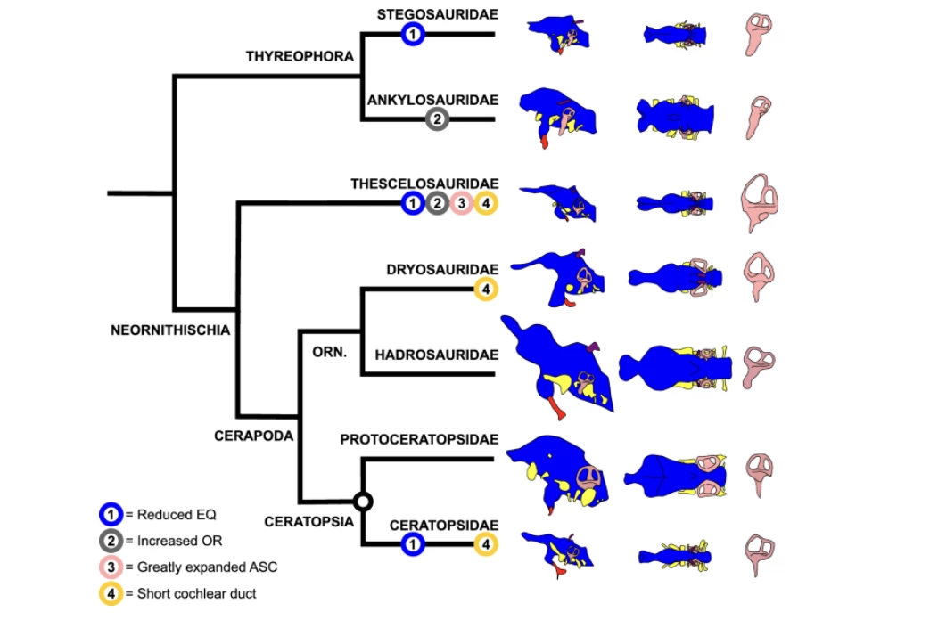 Evolutionary comparison of the endocast of T. neglectus with other ornithischians