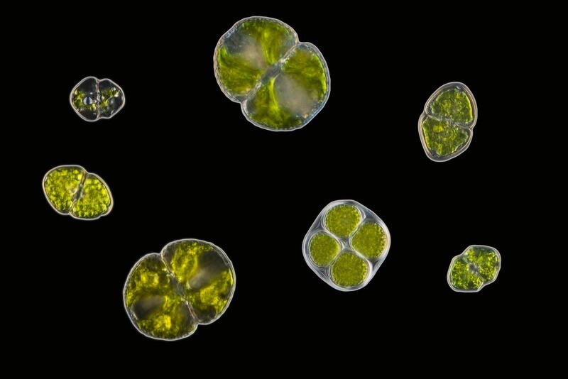 Algae is 50 percent protein – could it be a source of food in the future?