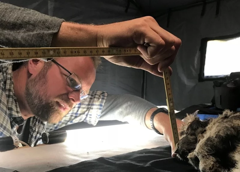 Researcher Love Dalén examines one of the cave lion cubs