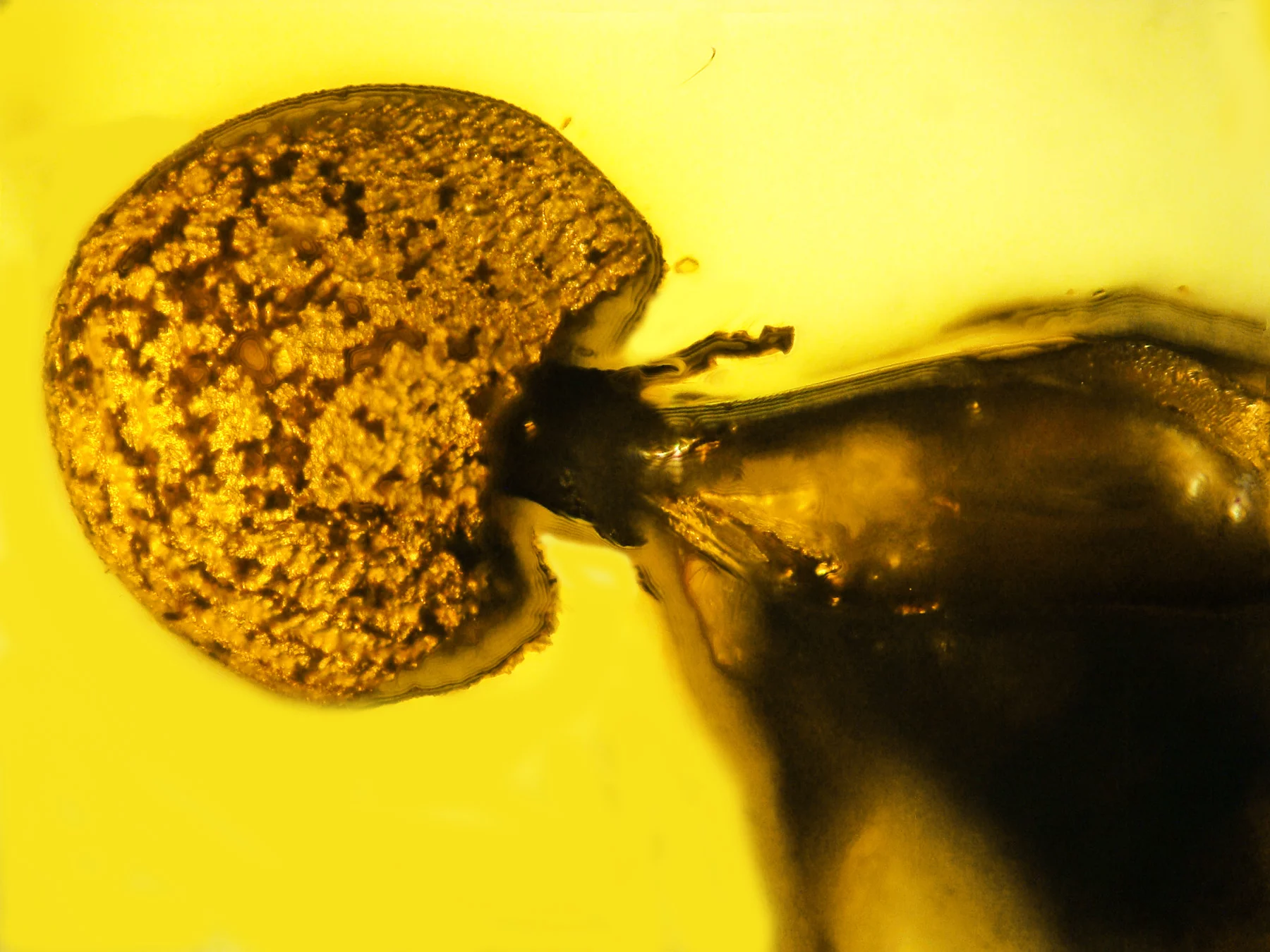 A close up view of the fungus' fruiting body, growing out of the ant in amber