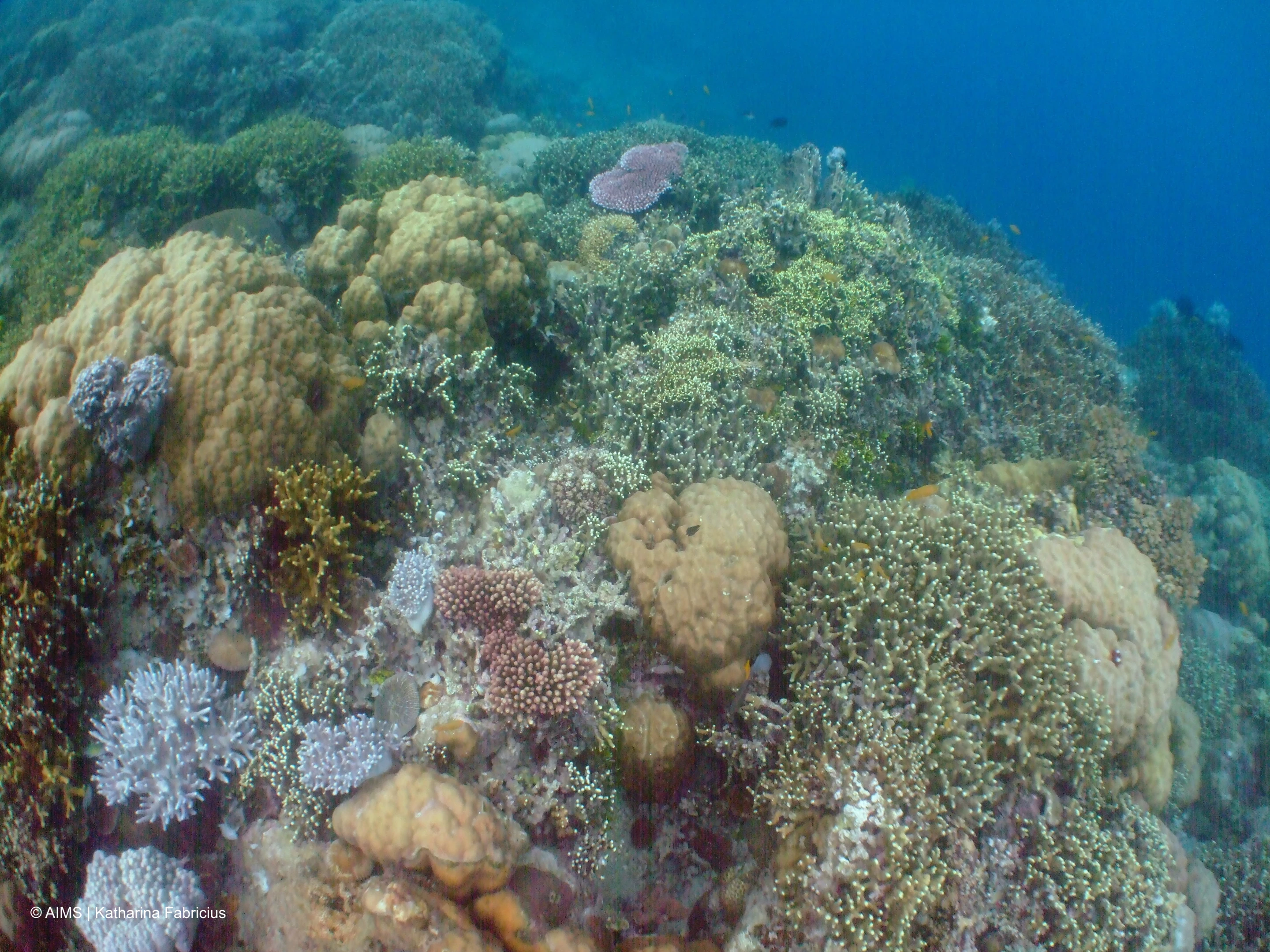 High structural complexity, abundant branching and soft corals, and many small young corals are seen furthest from the CO2 seeps
