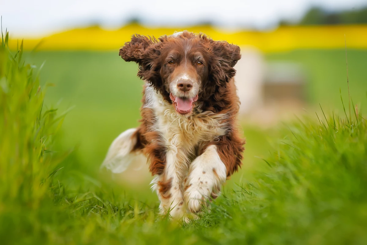 Scientists have previously trained springer spaniels to detect diseases like malaria, and hope to do the same for COVID-19