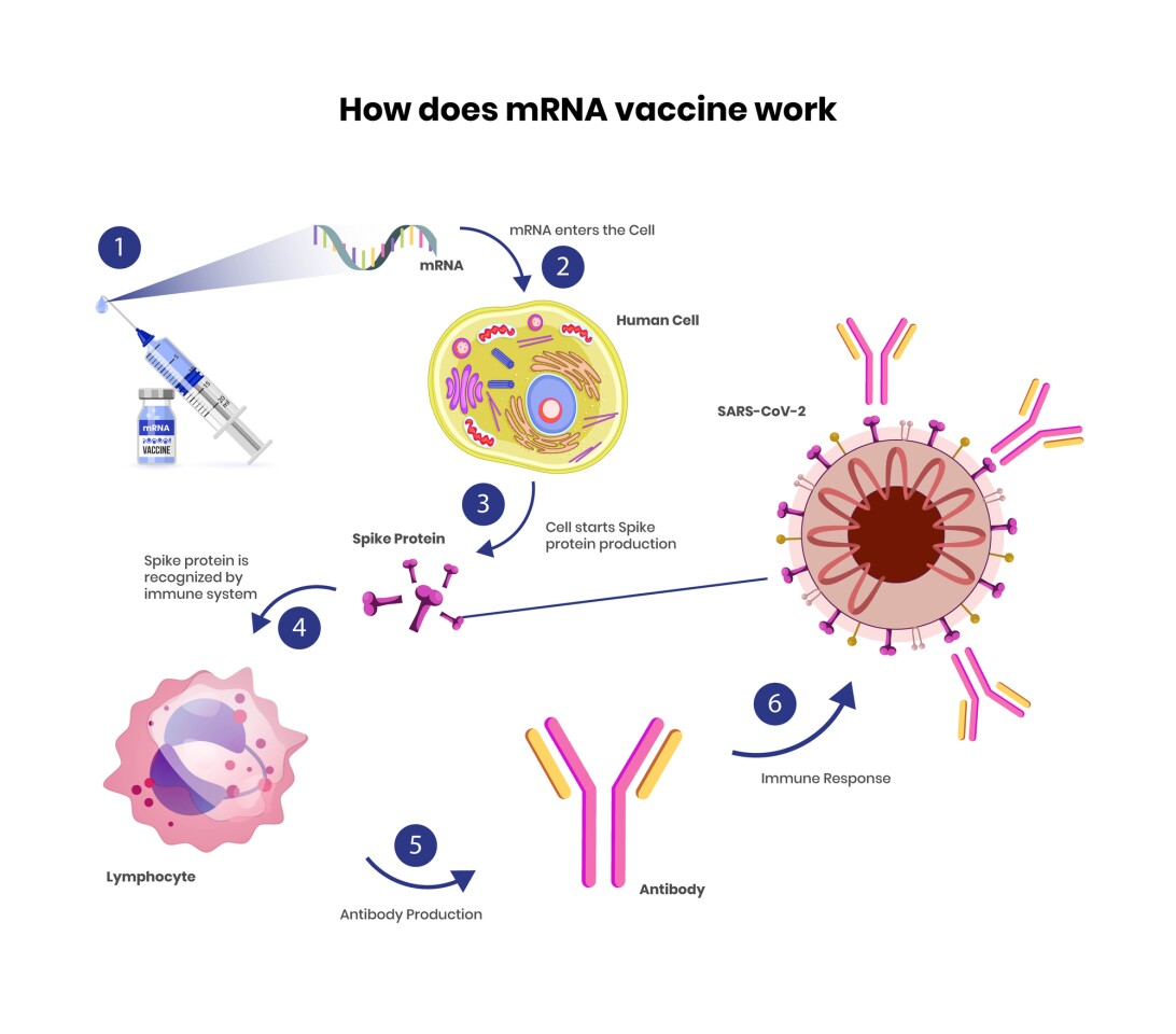 How mRNA vaccines work