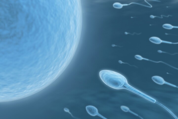 Japanese researchers have shed light on a protein key to the production of streamlined sperm, increasing our understanding of male fertility