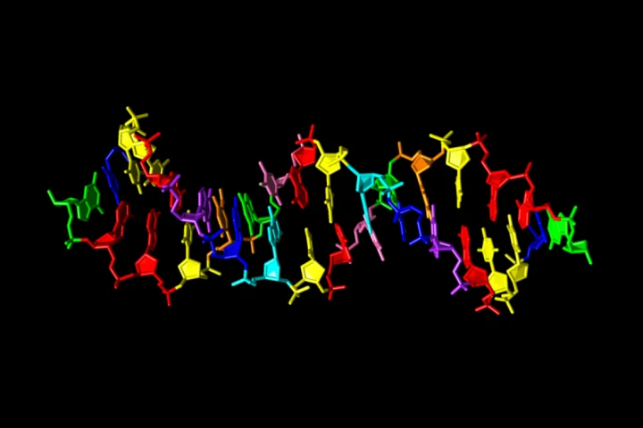 An illustration of the new synthetic DNA structure, showing regular nucleotides (green, blue, red, yellow) along with four brand new ones (cyan, pink, purple, orange)