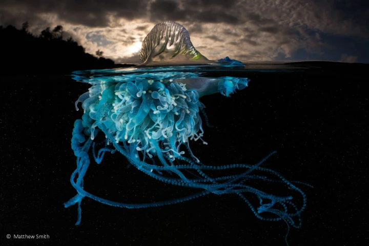 Animal portrait runner-up: Luminous, Bluebottle (Physalia utriculus), by Matty Smith – an eerie image of a bluebottle, also known as a man o’war