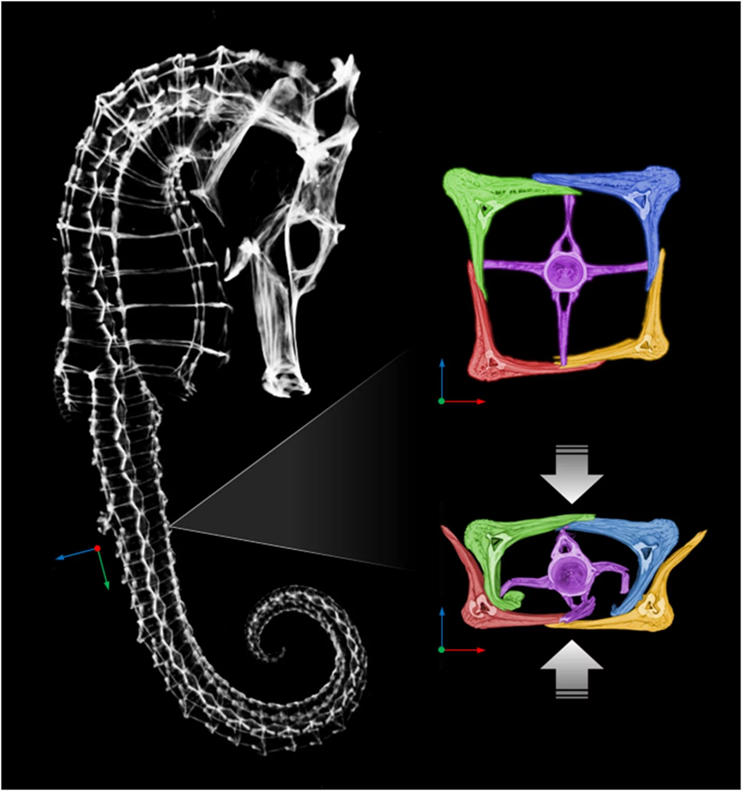 The structure of a seahorse tail (Image: Joanna McKittrick research group/Jacobs School of Engineering at UC San Diego)