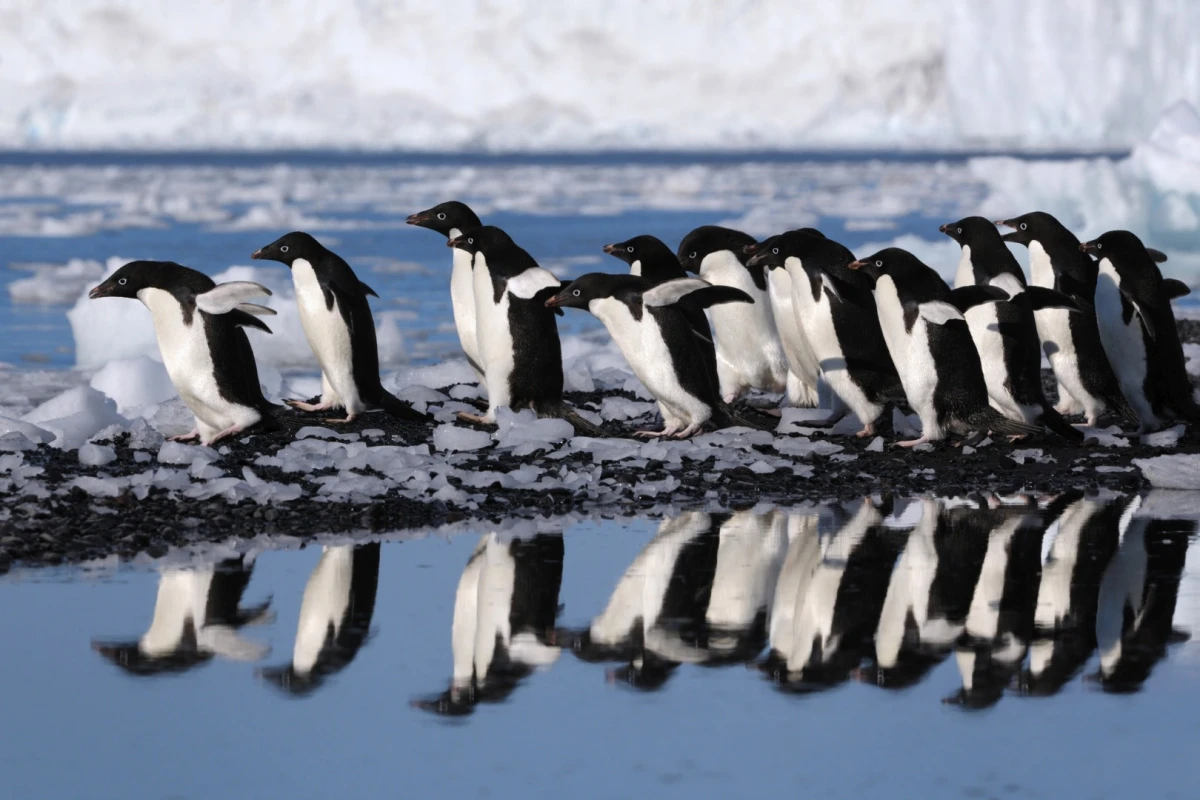 Are these Adélie penguins lining up for a gelata buffet?