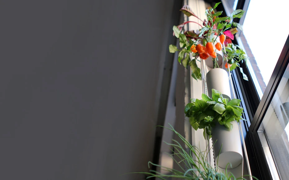 A bumper crop of Windowfarms produce, including herbs, greens, vegetables, fruits, and medicinals