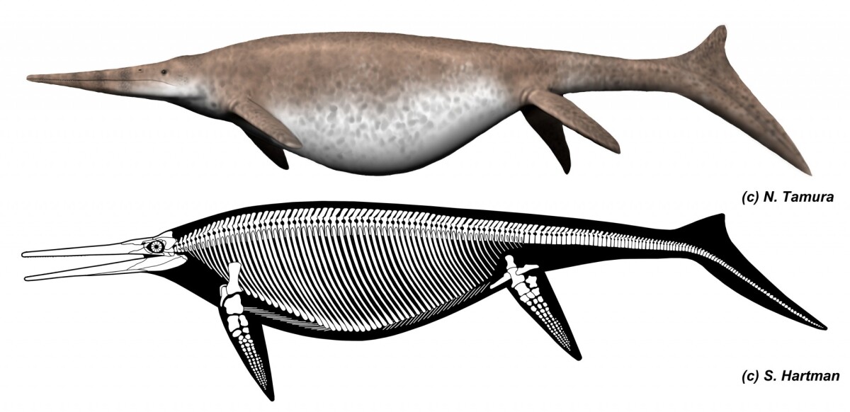 Artistic recreations of the Shonisaurus, which appears to be the most closely related species to the newly-found specimen