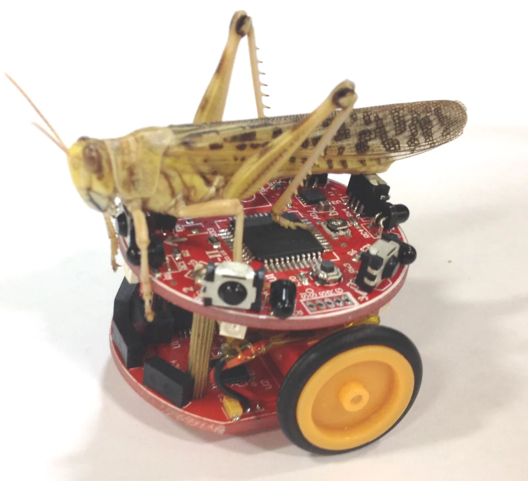 The Colias micro-robots, named after a genus of butterfly, were inspired by bees and locusts (Photo: University of Lincoln)