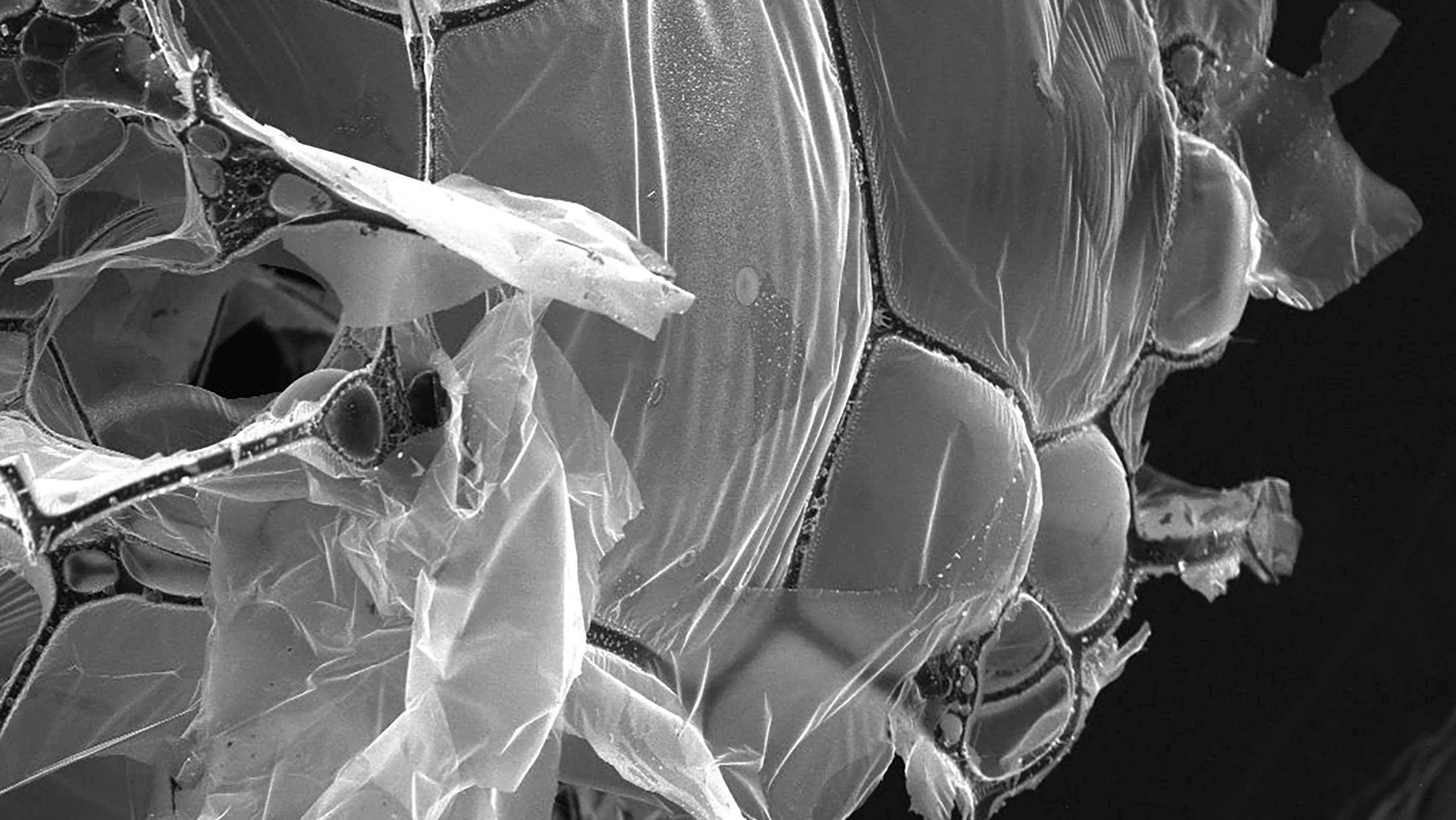 A microscope image shows how the egg-white aerogel is made up of graphene sheets stretched across carbon fiber networks