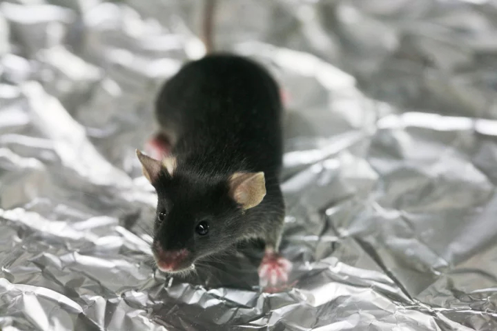 The treatment eliminated OCD-like behaviour in lab mice within minutes, as opposed to the weeks required for regular antidepressants
