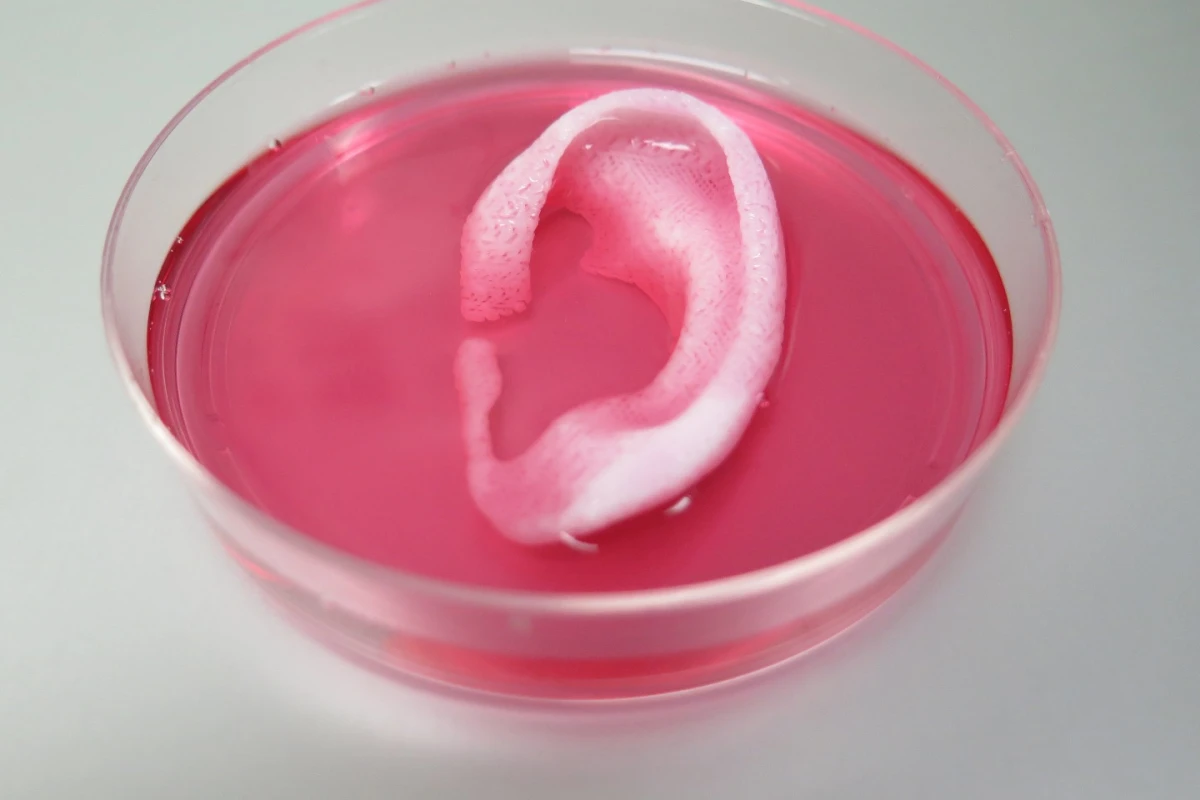 A baby-sized ear structure was bioprinted and implanted in a mouse and went on to show signs of vascularization one and two months later