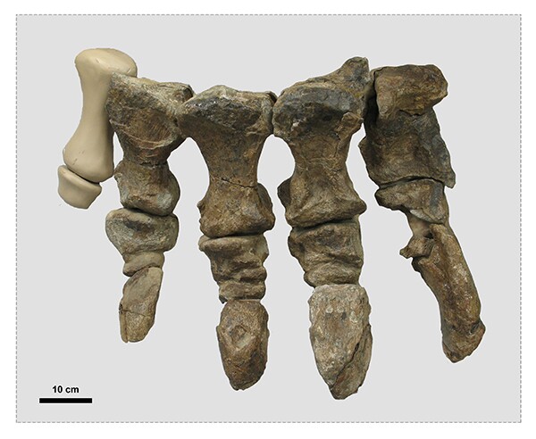 The fossilized foot bones of Rhoetosaurus (with a replica in place of the missing fifth toe)