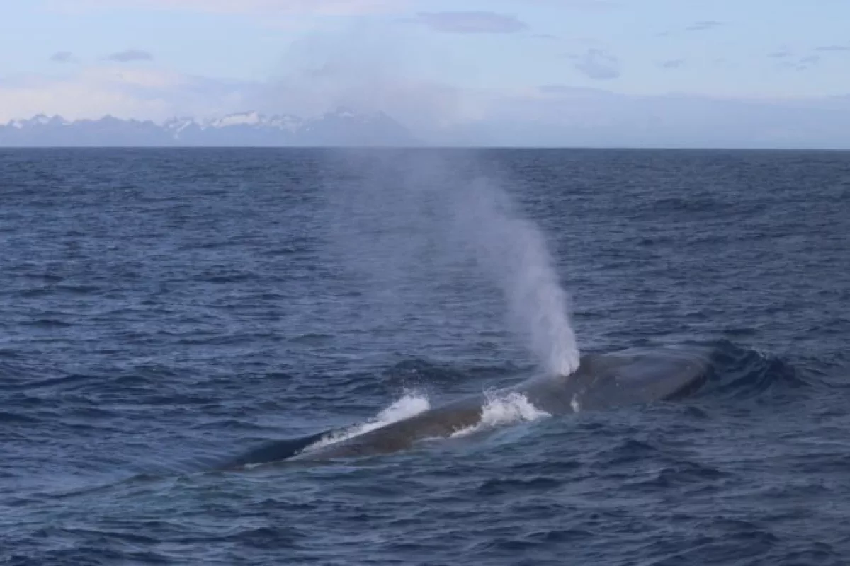 A blue whale near South Georgia