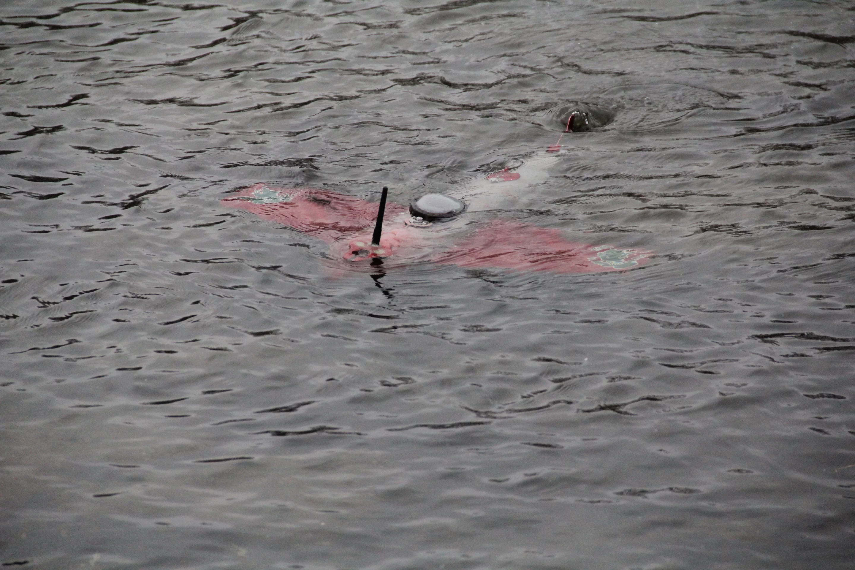 The robot fish sends sensor readings over a wireless connection when it surfaces (Photo: Xiaobo Tan)