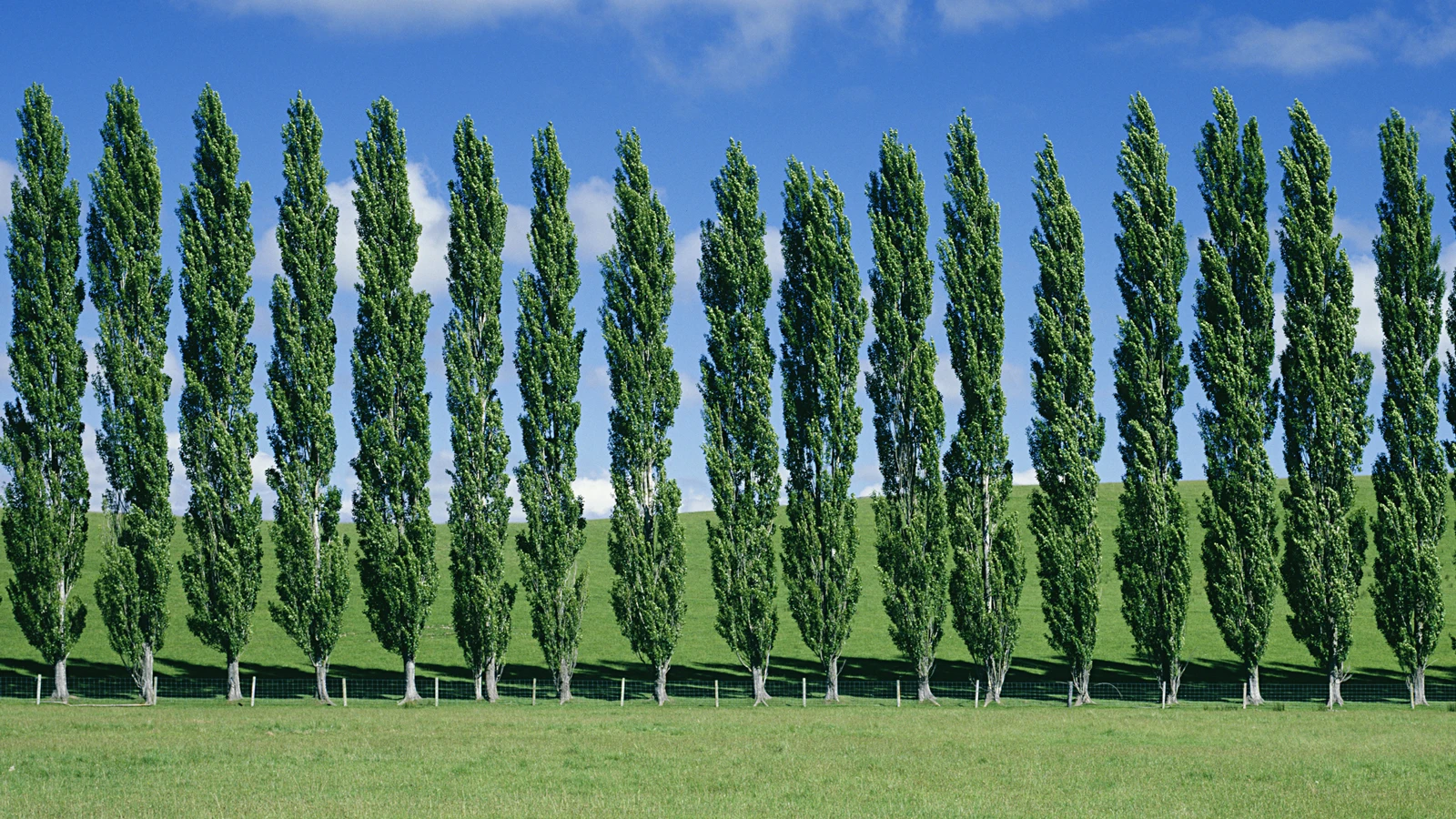 Scientists have boosted the growth rate and size of the already fast-growing poplar tree (Photo: Shutterstock)