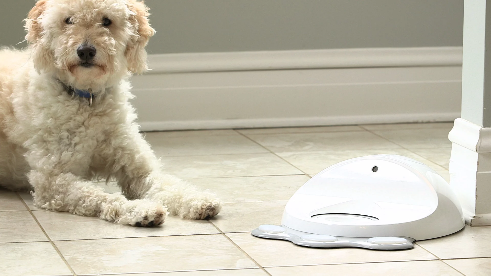 CleverPet adjusts iteself to match your dog's performance