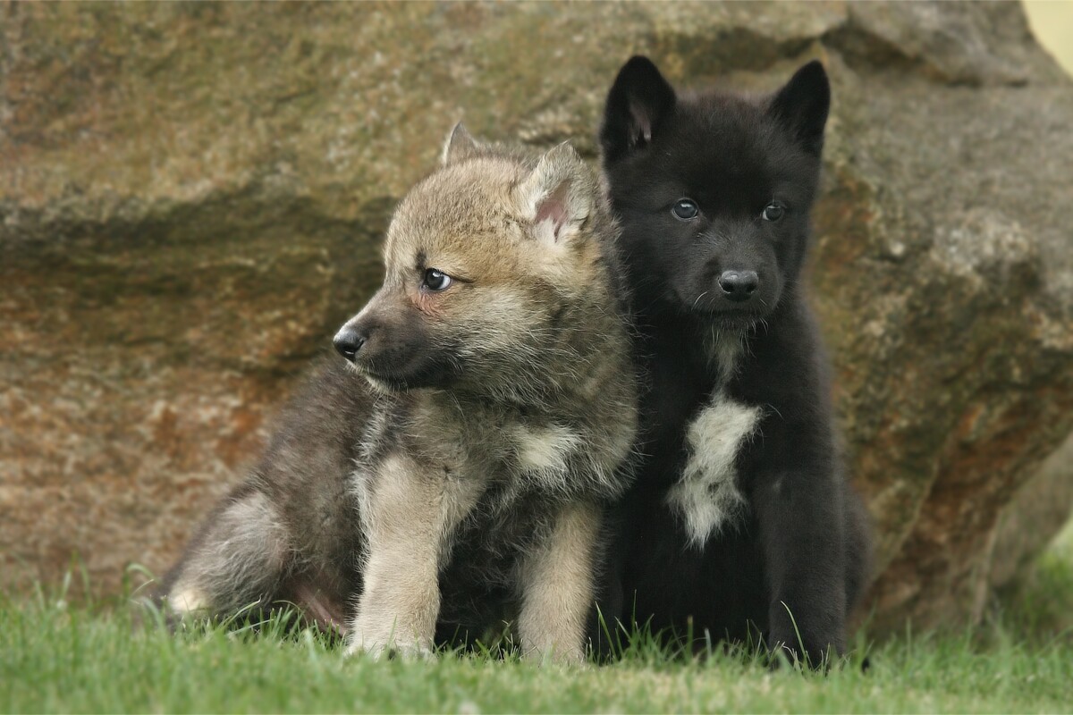 wolf pup