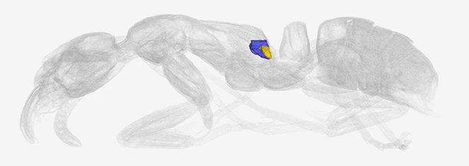 The metapleural glands, from which the antibiotic substances originate, are located on the sides of the ant's thorax