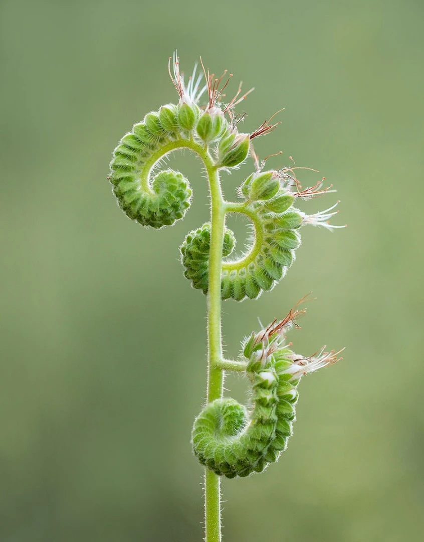 Third place: Unfurling