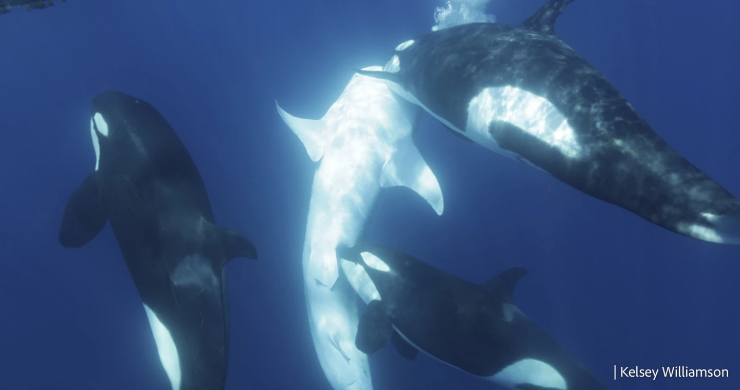 A whale shark is brought up near the surface of the water, and one orca is biting near its pelvic area