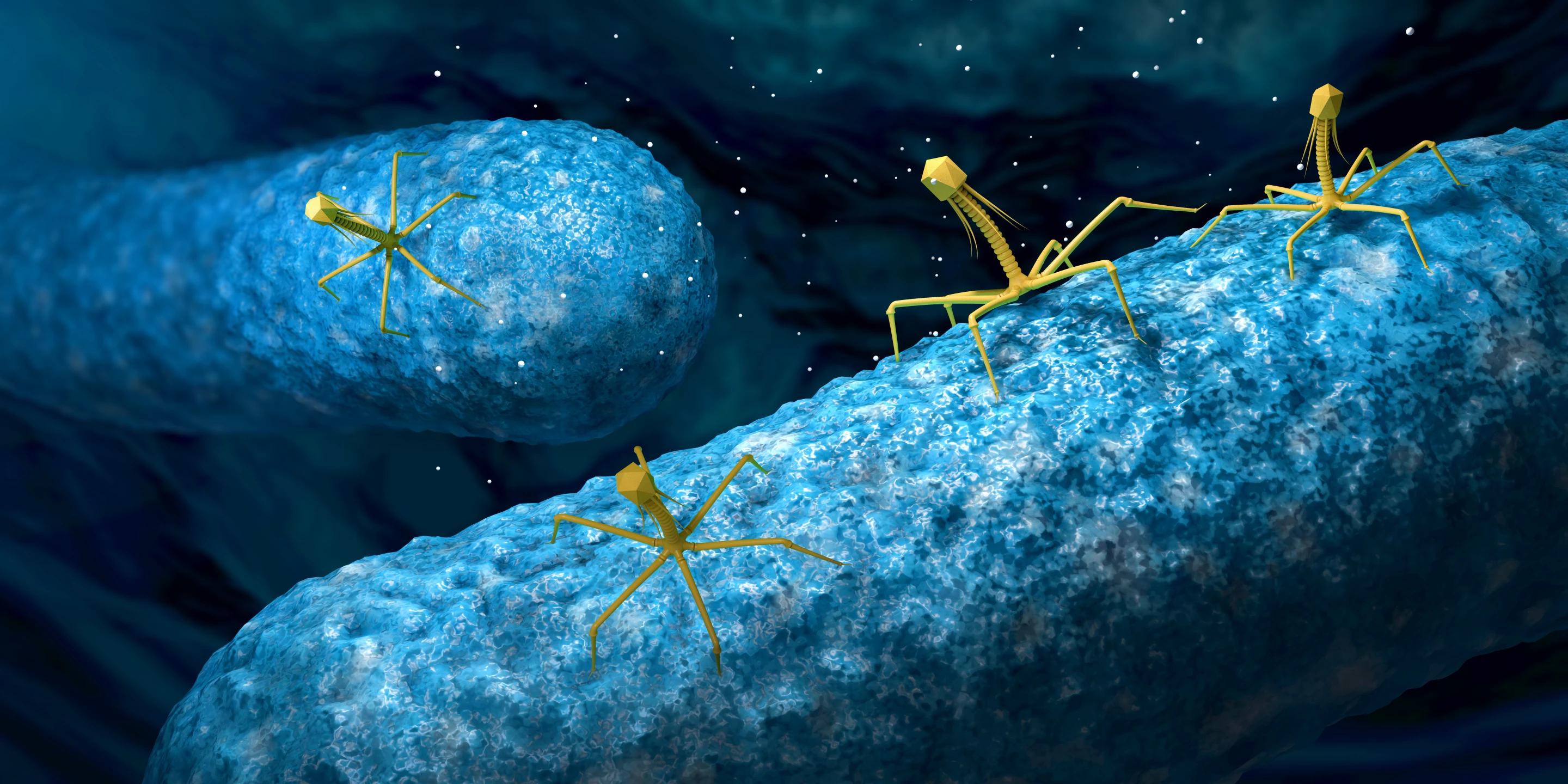 Researches may have found a way to make phage treatment more viable
