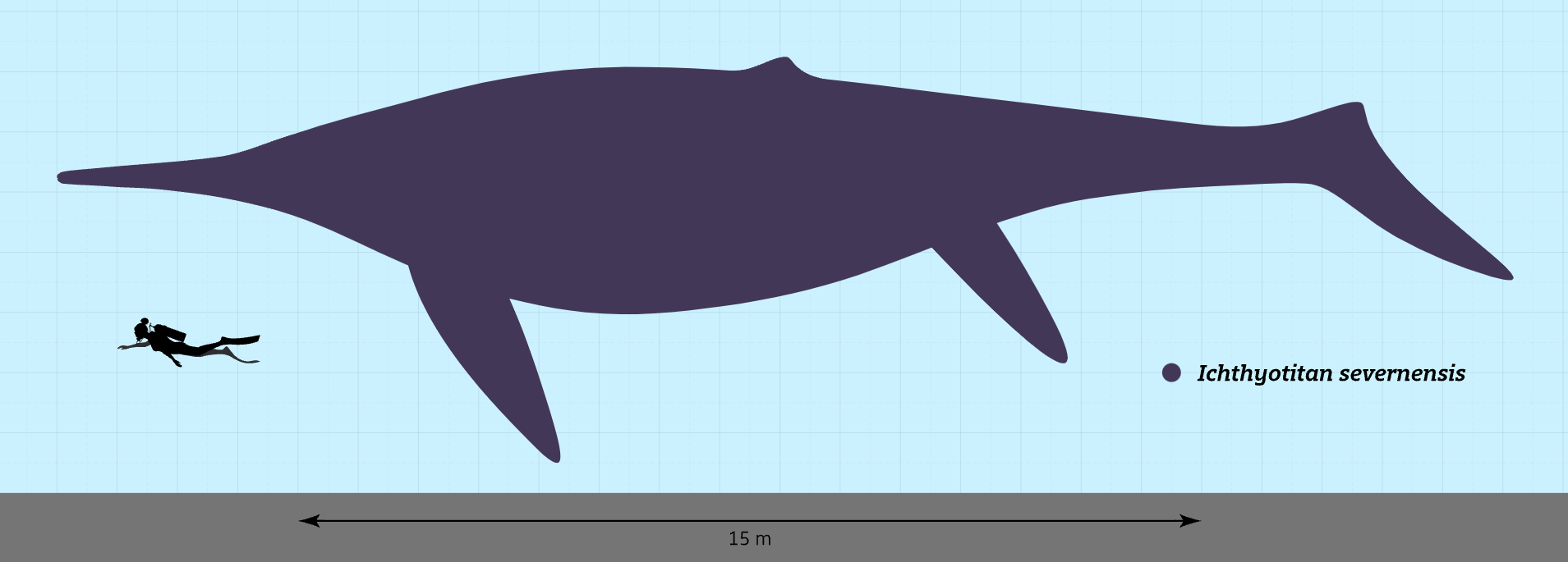 A size comparison of Ichthyotitan severnensis and a human